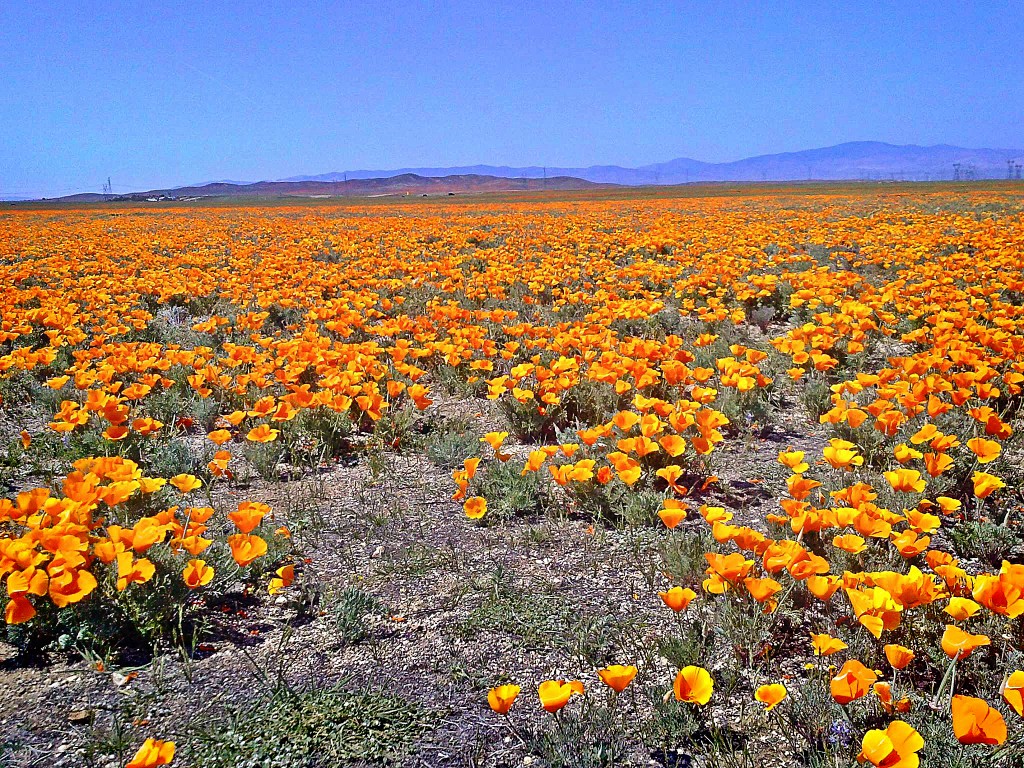 Poppies